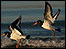 Birds Netley Shoreline