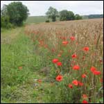 Fields