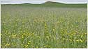 Machair c/o Paul Greenan