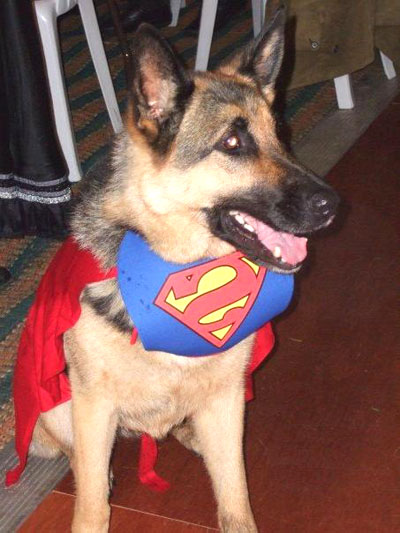dog3.jpg