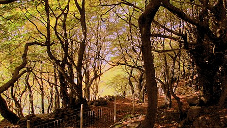 Woodland by Adrian Mizon