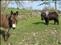 The donkey and the Shetland