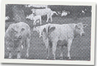 Rhai o'r gwartheg