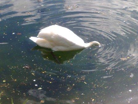 swanresize.jpg