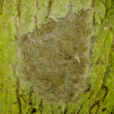 caterpillar226x226.jpg