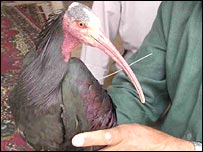 ibis.jpg