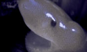 A caecilian