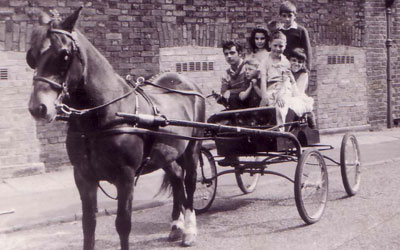 Buggy and horse