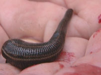 Leech