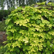 Humulus