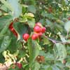 Malus 'Evereste'