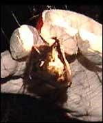 Barbastelle bat