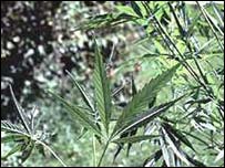 Planta da maconha