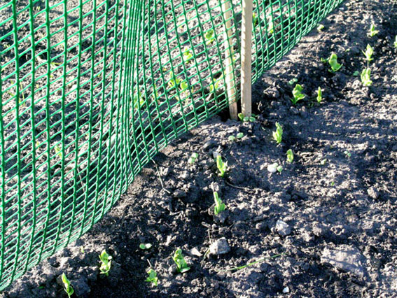 Peas please