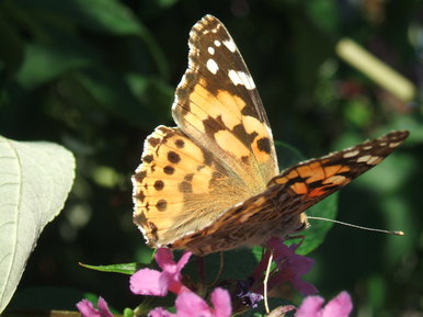 Random butterfly