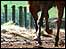 Galloping horse