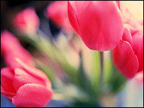 tulip_flower.jpg