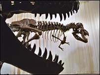 Stan the T. rex