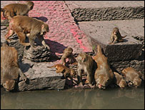 10monkeys_203.jpg