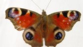 Butterfly Butterfly
