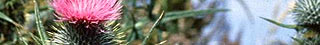 More from BBC Scotland Nature
