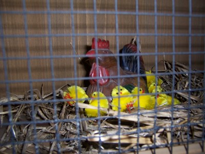 what a clever hen!