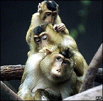 monkey203.jpg