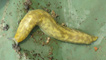Slug