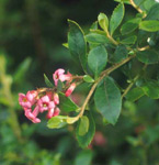 Escallonia