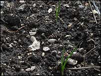 Garlic shoots