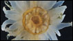 Coral sin identificar