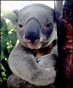 Koala bear