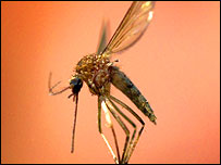 Mosquito 