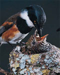 cuckoo in nest