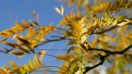 autumn_leaves.jpg