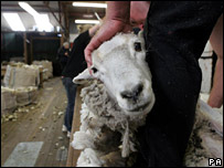 a sheep