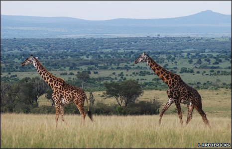 wildlife.jpg