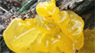The common jelly fungus by brackenb
