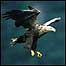 Sea Eagle