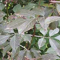 Sambucus