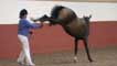 horse kicking