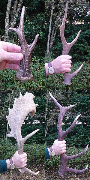 deer_antlers.jpg