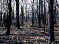forest