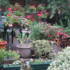Patio by Carol Wright