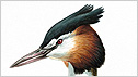 Great Crested Grebe c/o rspb Mike Langman