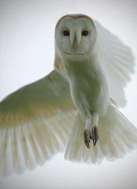 owlfromabove.jpg