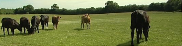 Cow tipping anyone?