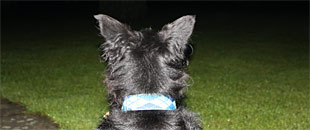 A watch dog