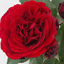 Rosa 'Growing Hope'