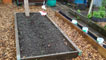 Potato plants